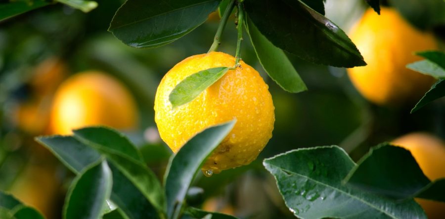 El Secreto Dorado de Marrakech: Por Qué los Limones en Sal Marroquíes lo Cambian Todo